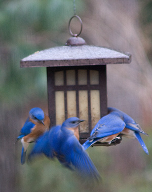 Bluebirds