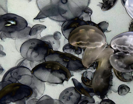 Jellyfish in Vancouver