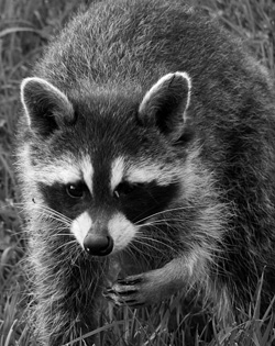 Racoon