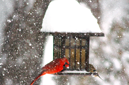 Cardinal at snowy feeder