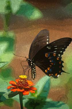 Butterfly on Zinnia