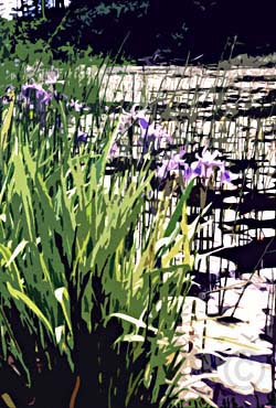 Iris Pond