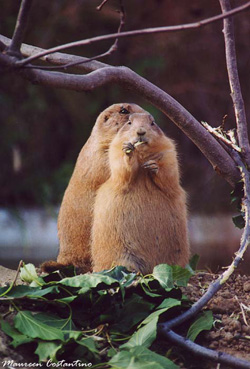 Prairie Dogs at Washington National Zoo
